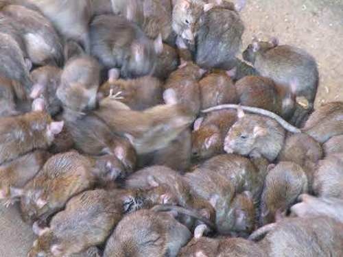 Parents D'Élèves Alarmés : Situation Critique Des Remplacements Et Infestation De Rats À Florange