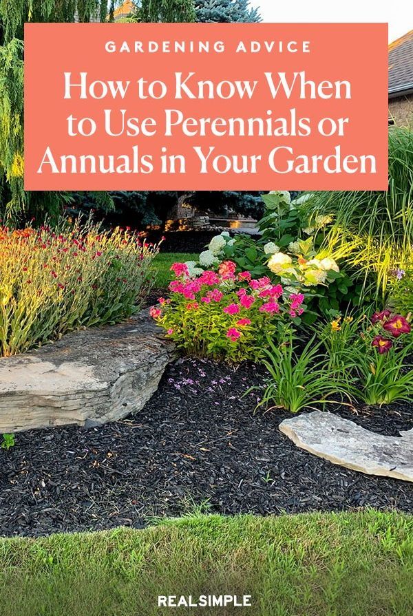 Perennials Vs. Annuals: Choosing The Best Flowers For Your Landscape Perennials Vs. Annuals: Choosing The Best Flowers For Your Landscape