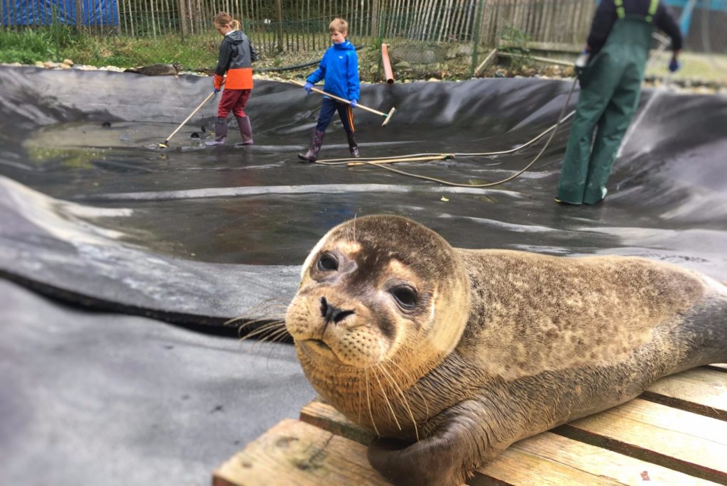 Pieterburen Seal Rescue Center's Closure: The Release Of The Final Seals Pieterburen Seal Rescue Center's Closure: The Release Of The Final Seals
