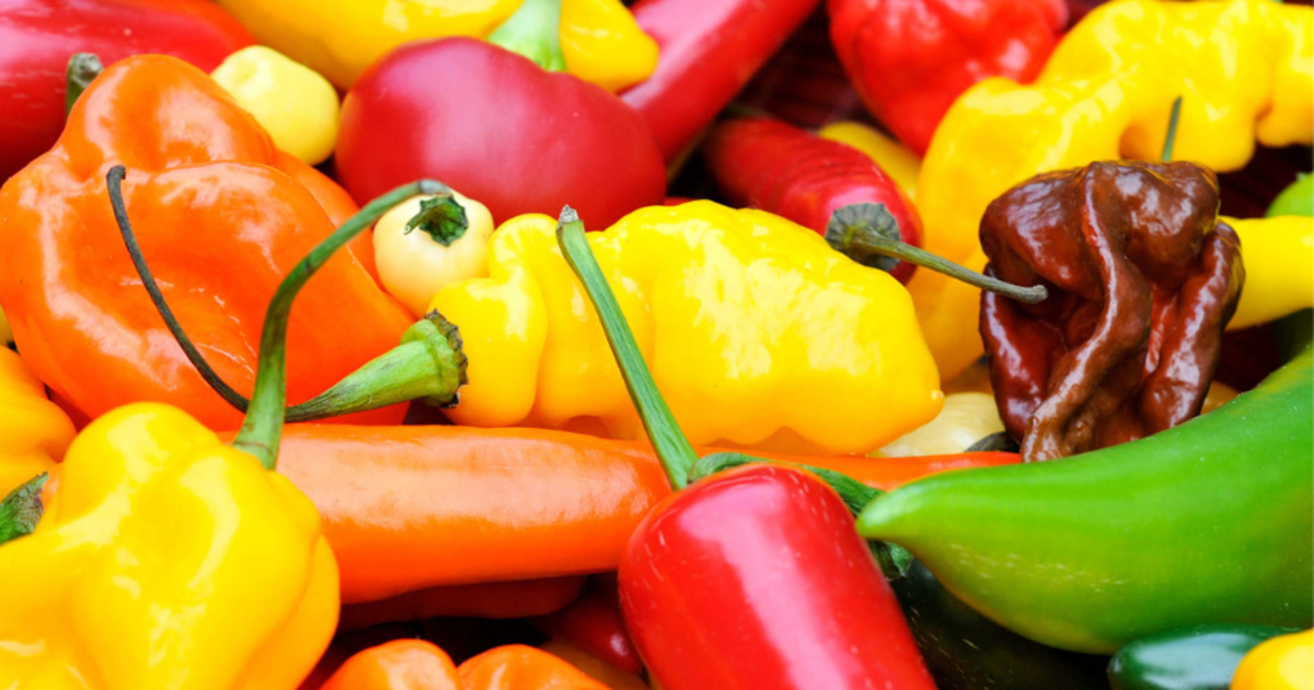 Plan Your Week: Cambridge & Somerville Events (Viva Central, Hot Sauce Fest & Open Studios) Plan Your Week: Cambridge & Somerville Events (Viva Central, Hot Sauce Fest & Open Studios)