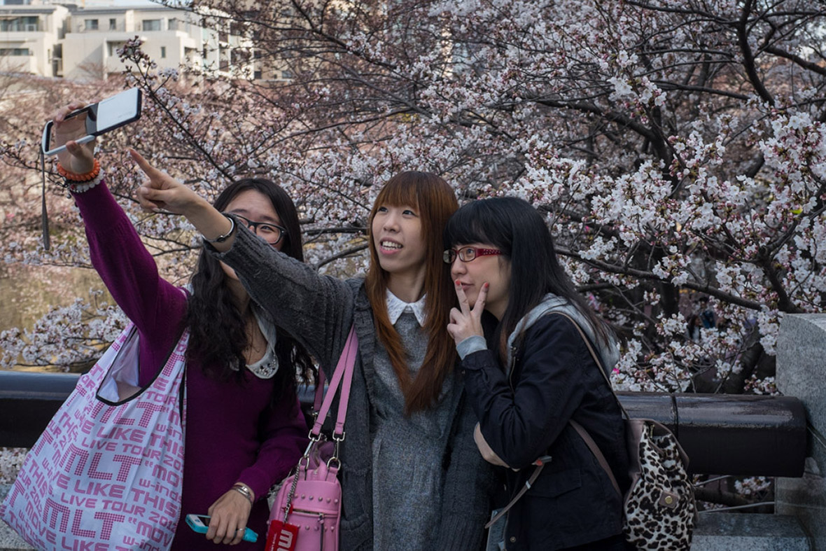 Planning Your Springwatch In Japan: Cherry Blossom Viewing