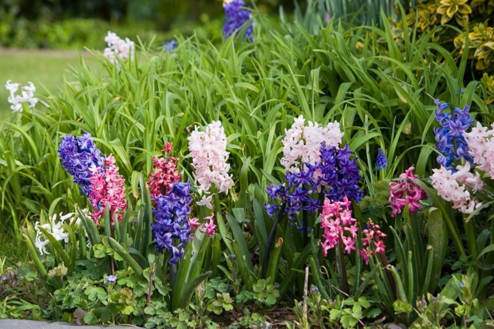 Planting Hyacinth Bulbs: Your Guide To Stunning Spring Flowers Planting Hyacinth Bulbs: Your Guide To Stunning Spring Flowers