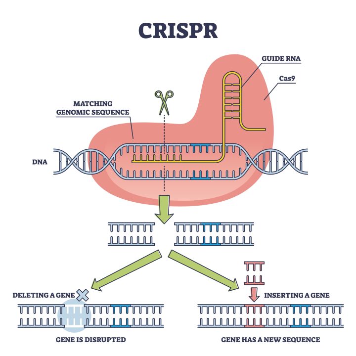 Precise Gene Insertion: An Advanced Gene Editing Technology Precise Gene Insertion: An Advanced Gene Editing Technology