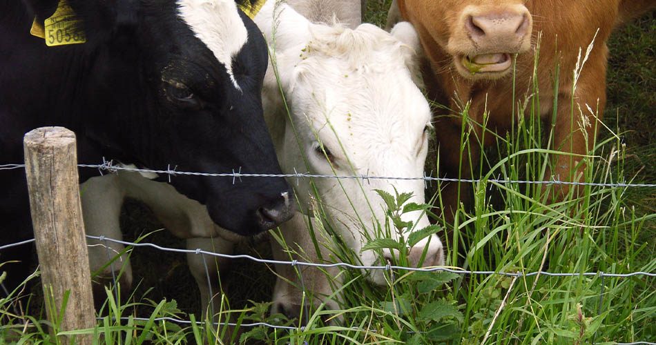 Protecting Livestock From The Dangers Of Flooding Protecting Livestock From The Dangers Of Flooding