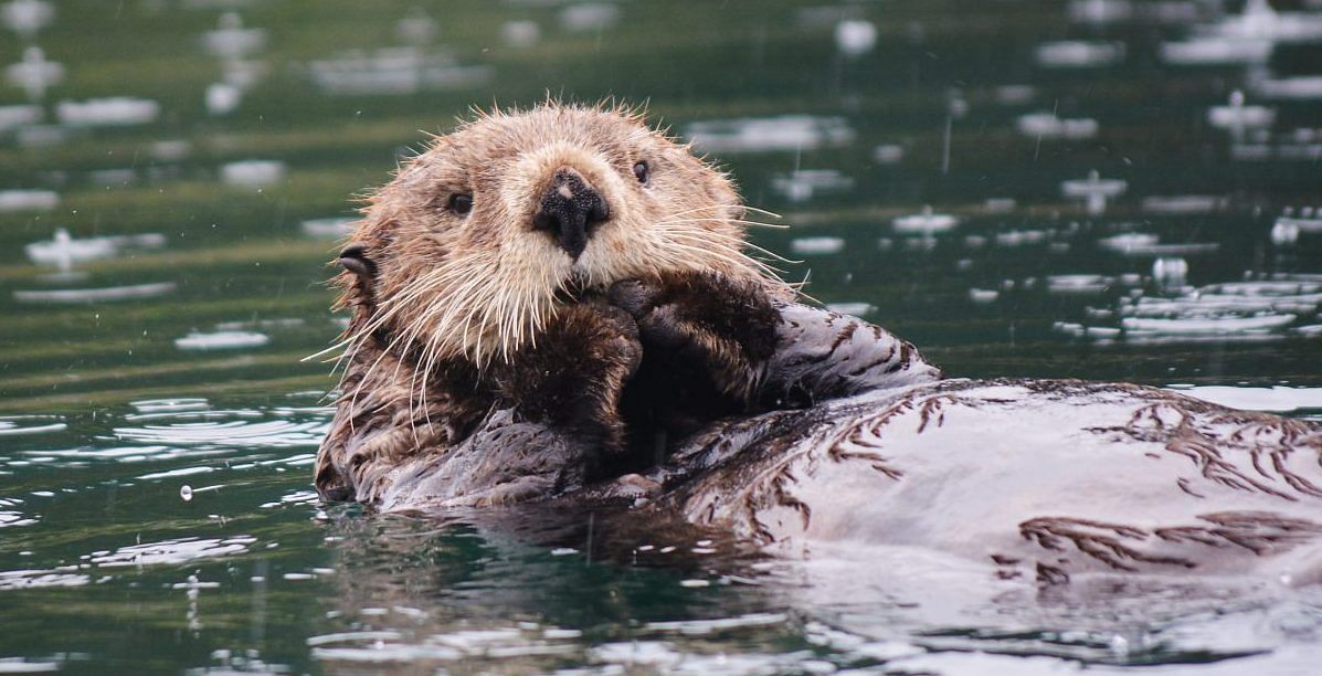 Protecting Wyoming's Otters: A Changing Approach Protecting Wyoming's Otters: A Changing Approach