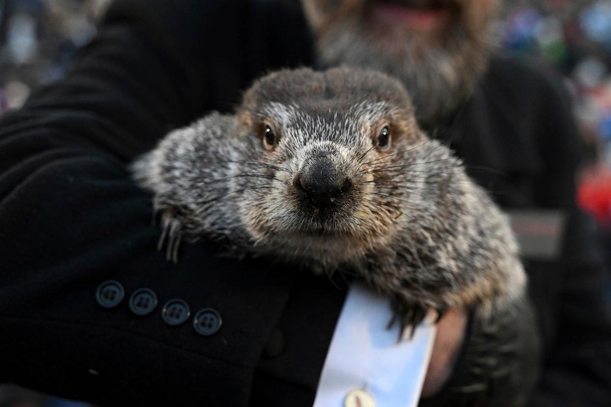 Punxsutawney Phil's Child Turns One: A Family Celebration Punxsutawney Phil's Child Turns One: A Family Celebration