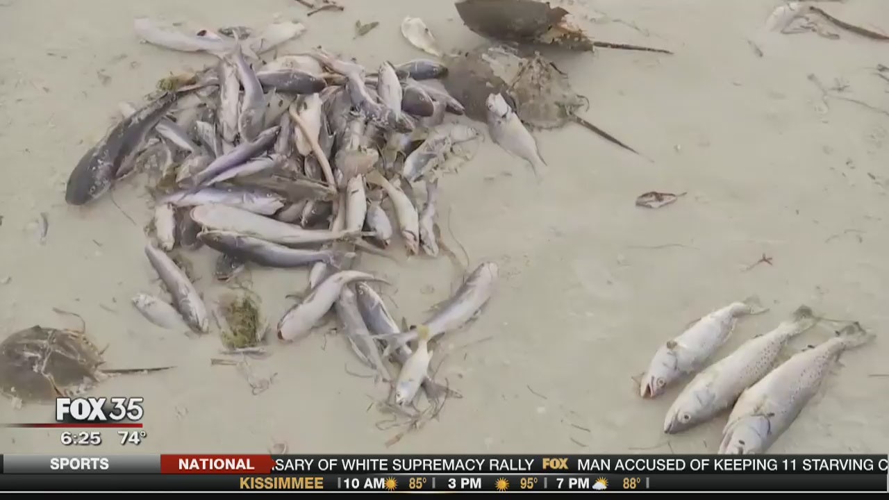 Red Tide Emergency On Cape Cod: Safety Guidelines And Advisories