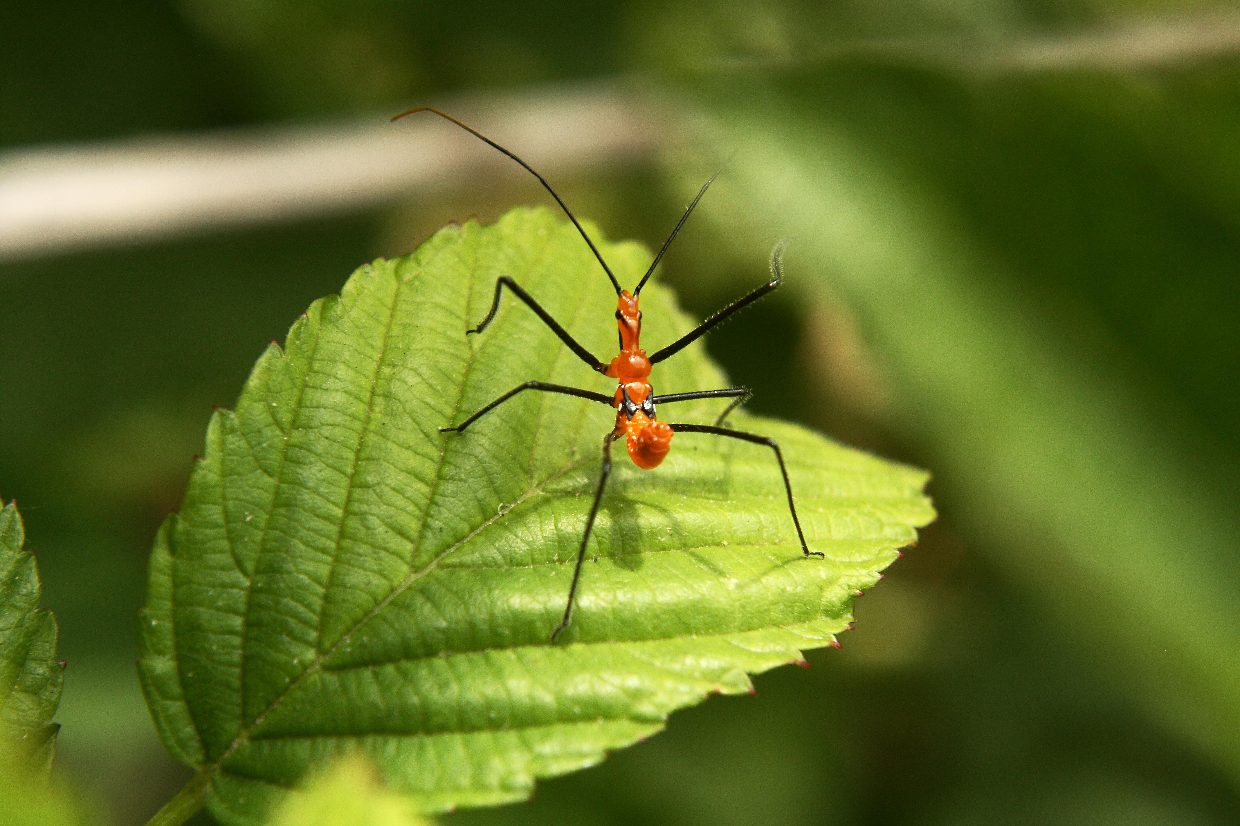 Reduced Apple Yields: The Devastating Impact Of Rosy Apple Aphid Infestation Reduced Apple Yields: The Devastating Impact Of Rosy Apple Aphid Infestation