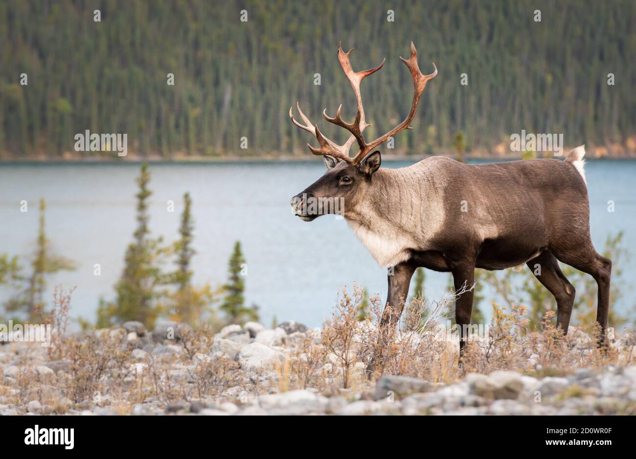 Remote Lodge Break-in Leads To Caribou Poaching Investigation In Northern Canada Remote Lodge Break-in Leads To Caribou Poaching Investigation In Northern Canada