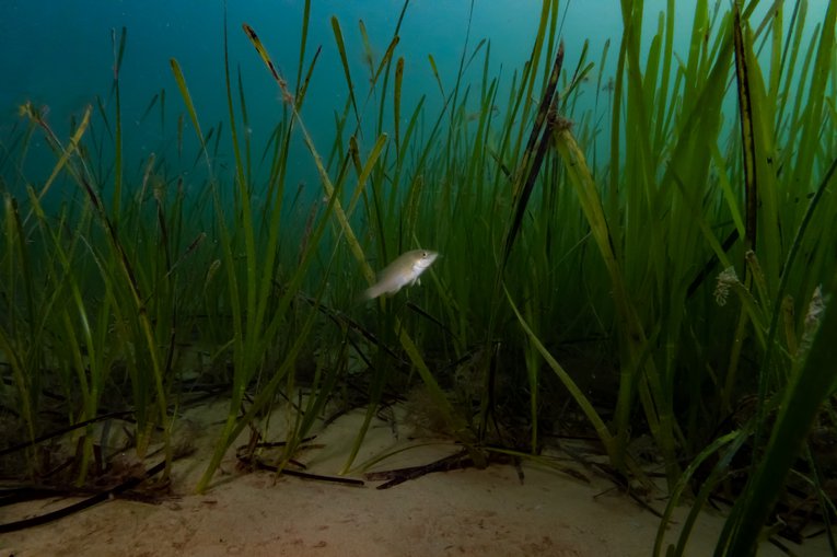 Revitalizing Scotland's Coast: The Role Of Seagrass Planting Bids Revitalizing Scotland's Coast: The Role Of Seagrass Planting Bids