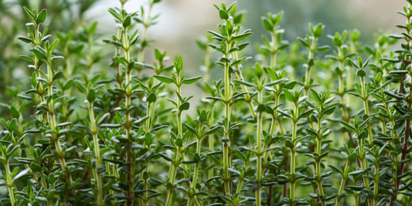 Rosemary & Thyme: Growing And Harvesting Your Own Herbs