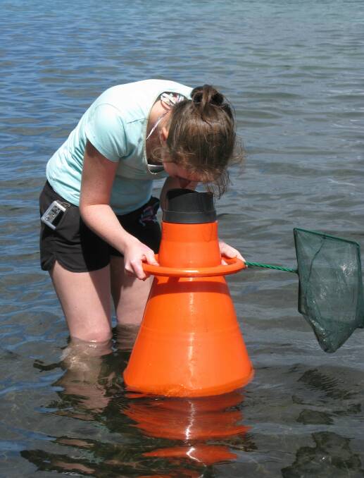 Scotland's Coastal Revival: Seagrass Planting Initiatives And Their Impact Scotland's Coastal Revival: Seagrass Planting Initiatives And Their Impact