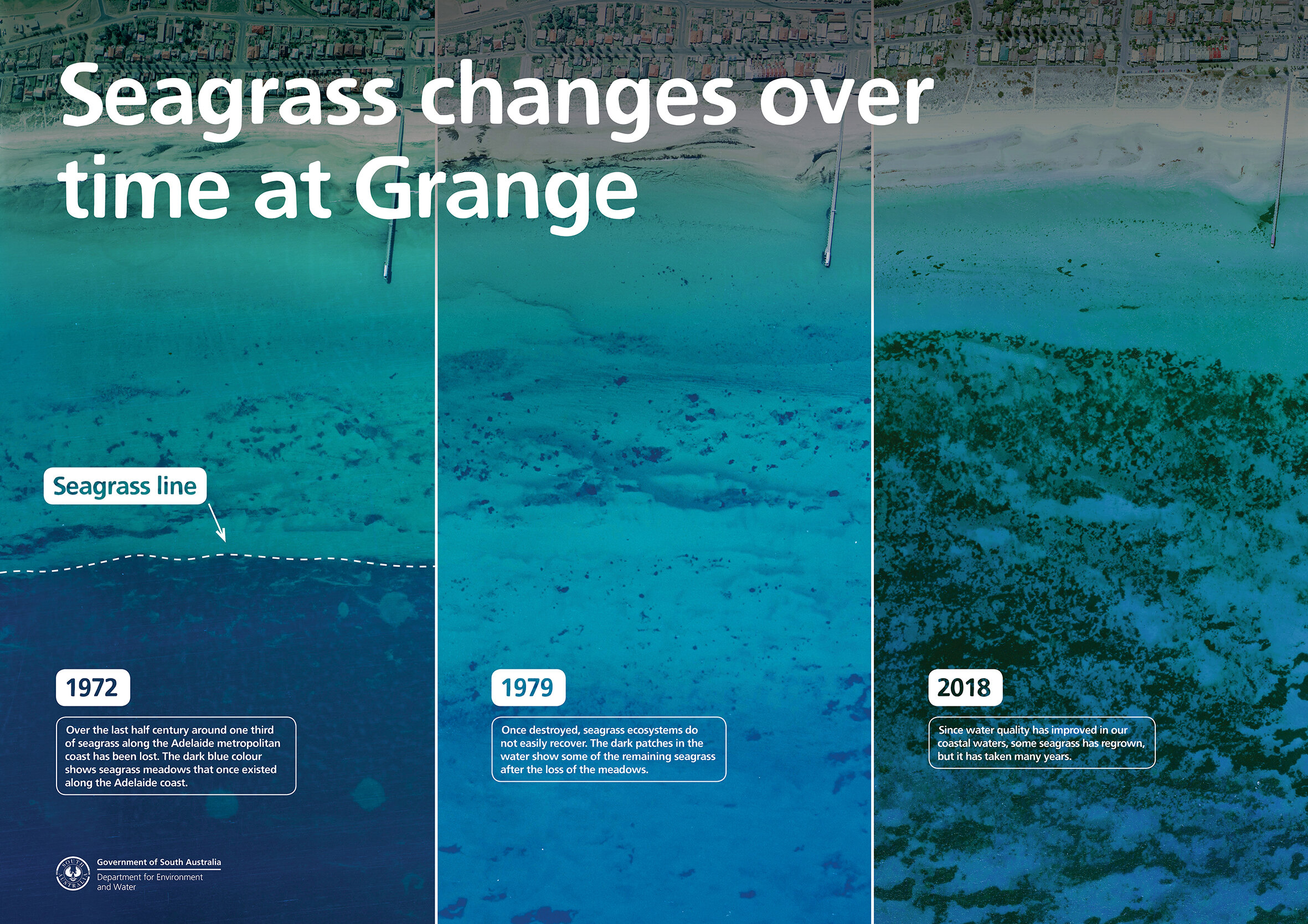 Scottish Seagrass Restoration: A Look At Current Bidding And Projects Scottish Seagrass Restoration: A Look At Current Bidding And Projects