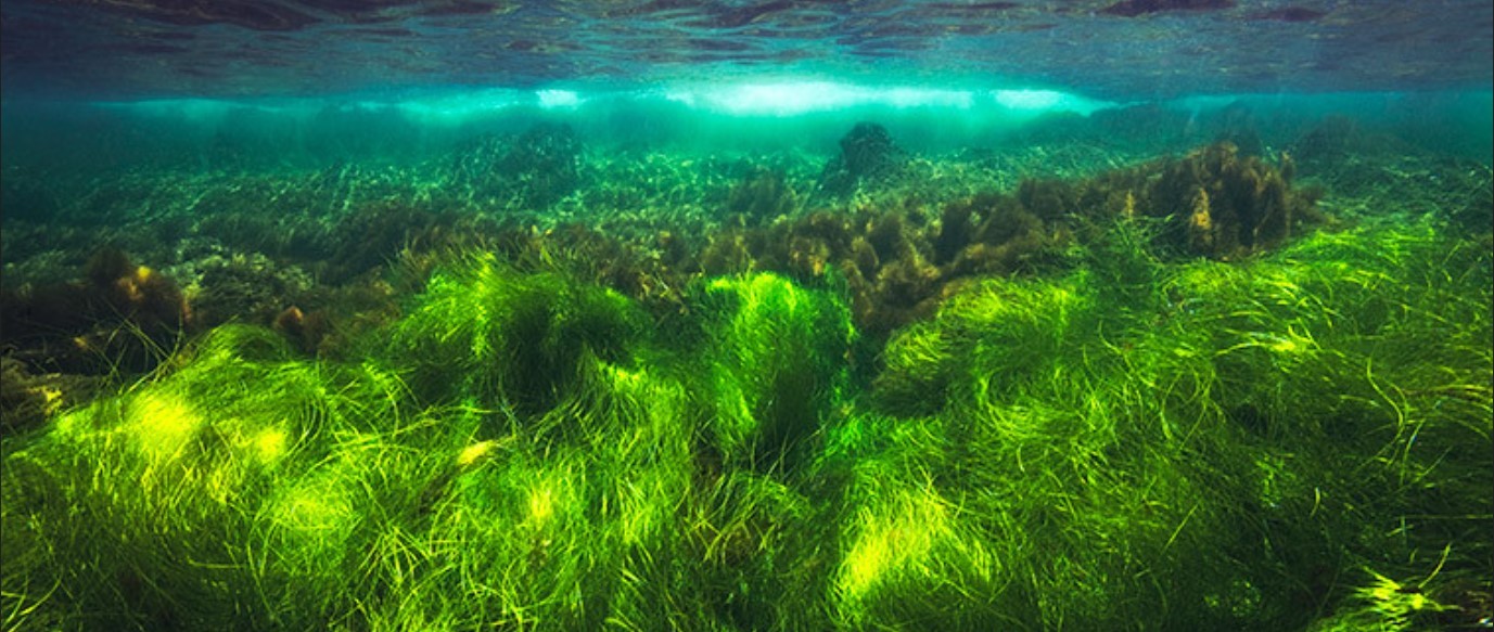 Seagrass Planting: A Key Strategy For Scottish Coastal Restoration Seagrass Planting: A Key Strategy For Scottish Coastal Restoration