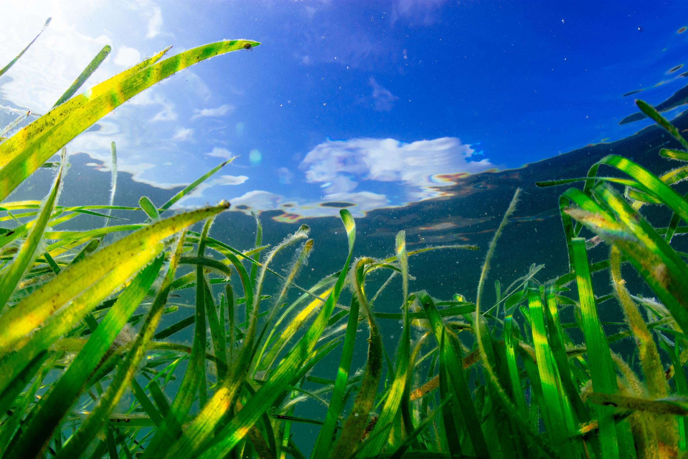 Seagrass Planting Projects: Restoring Scotland's Coastline Seagrass Planting Projects: Restoring Scotland's Coastline