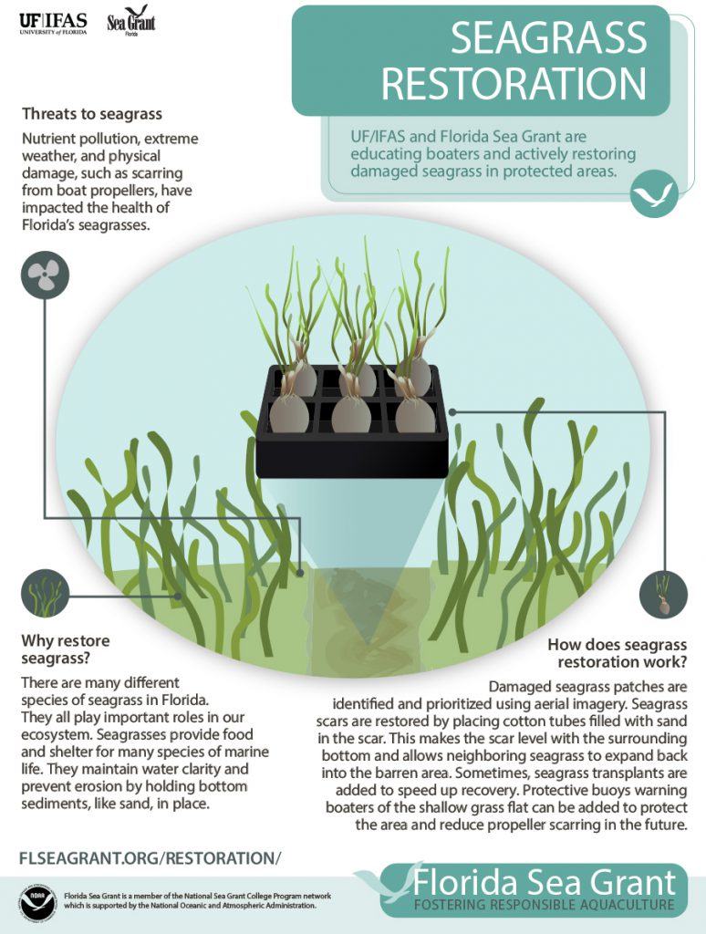 Seagrass Restoration: A Bid To Renew Scotland's Coastal Nature Seagrass Restoration: A Bid To Renew Scotland's Coastal Nature