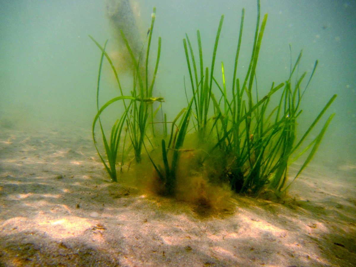 Seagrass Restoration: A Bid To Revitalize Scotland's Coastal Ecosystem Seagrass Restoration: A Bid To Revitalize Scotland's Coastal Ecosystem