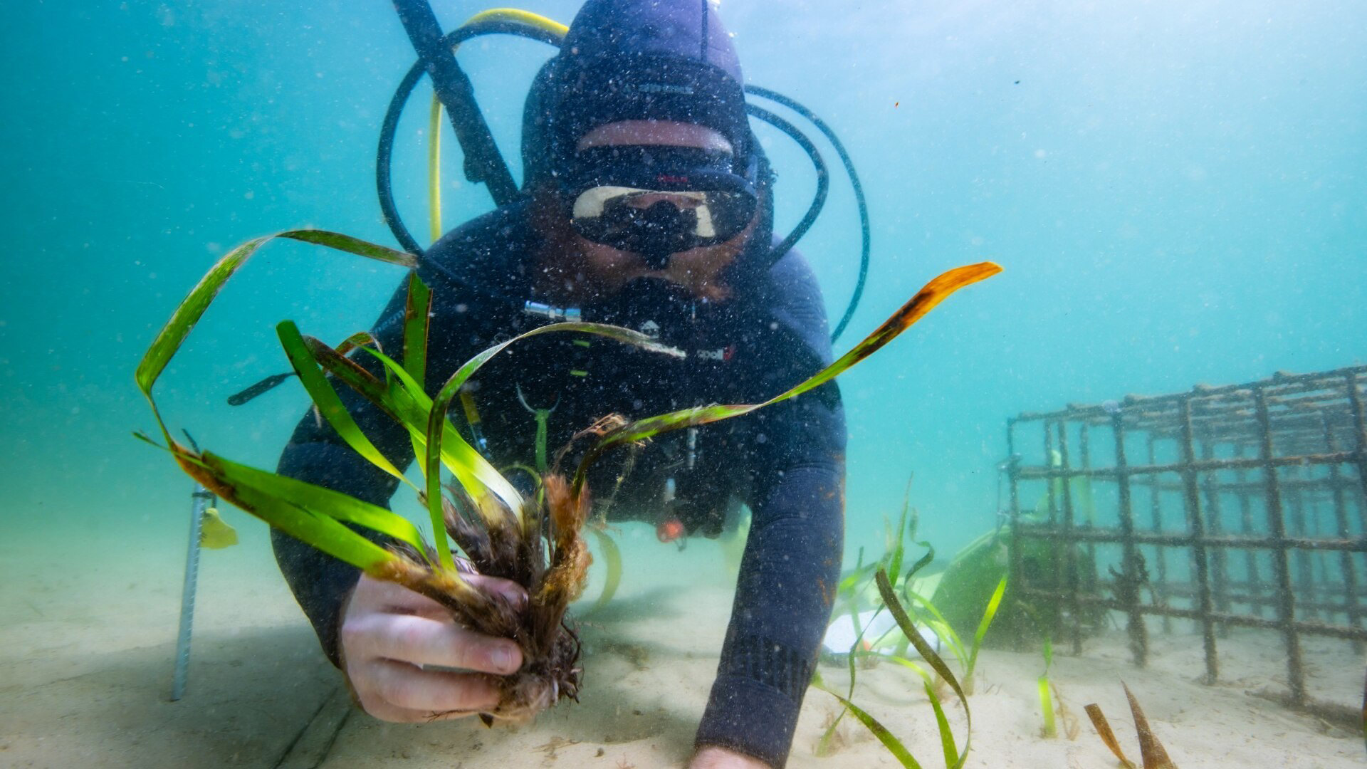 Seagrass Restoration: Bids And Projects Along The Scottish Coast Seagrass Restoration: Bids And Projects Along The Scottish Coast