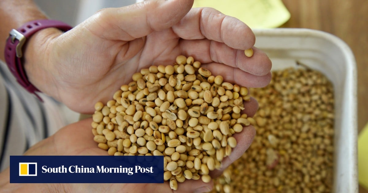 Sinograin Auctions Imported Soybeans To Combat China's Supply Crunch