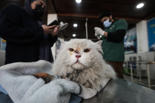 Social Media Frenzy: Kashmir Cat Owners React To Viral Posts