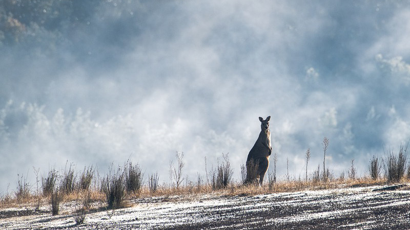 South Australian Drought Intensified By Kangaroo Overgrazing: Farmers' Support Drive South Australian Drought Intensified By Kangaroo Overgrazing: Farmers' Support Drive