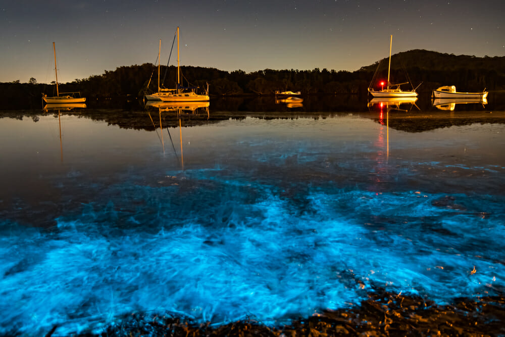 Southern California's Bioluminescent Beaches: Best Time To Visit