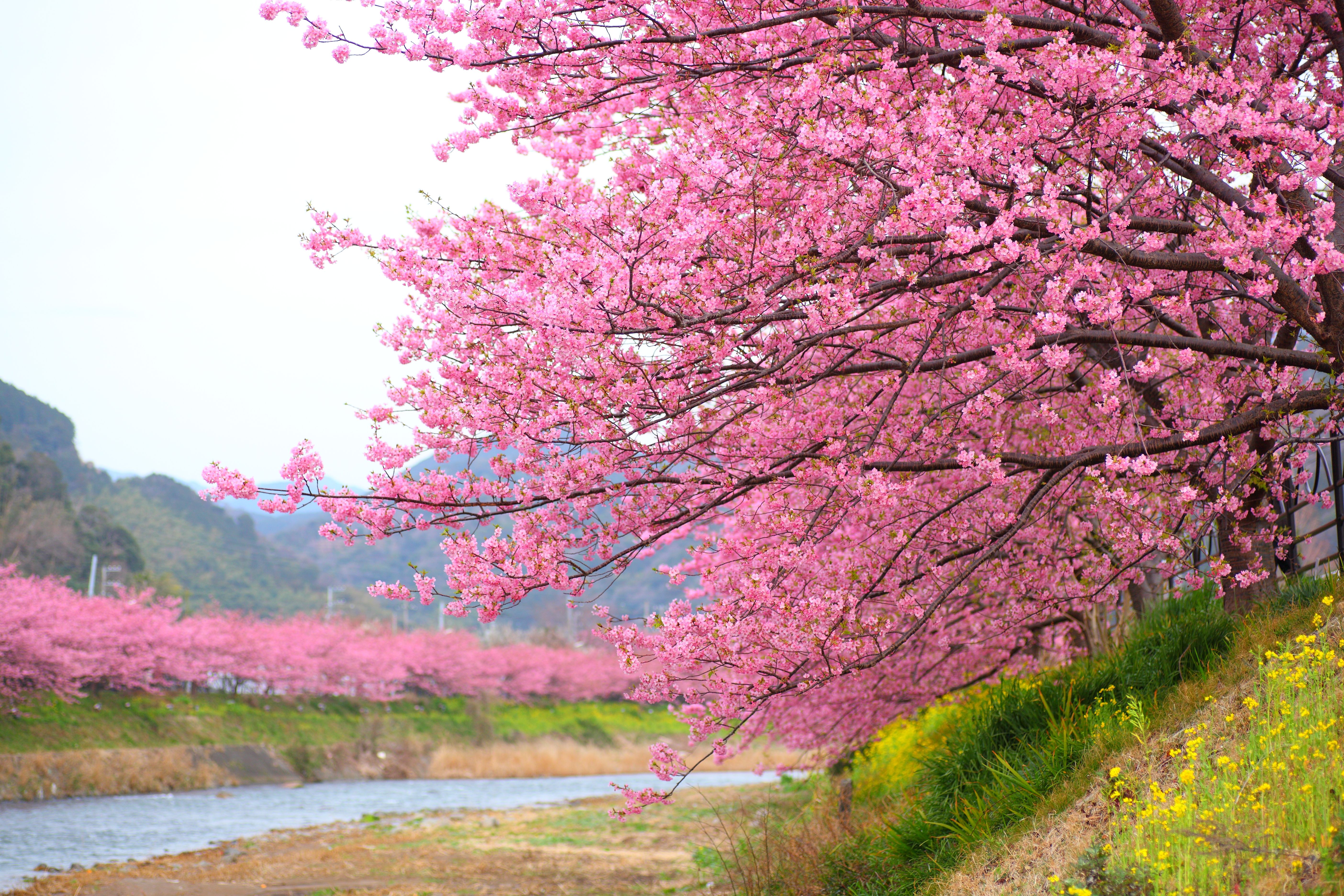 Springwatch: A Guide To Japan's Cherry Blossom Season Springwatch: A Guide To Japan's Cherry Blossom Season