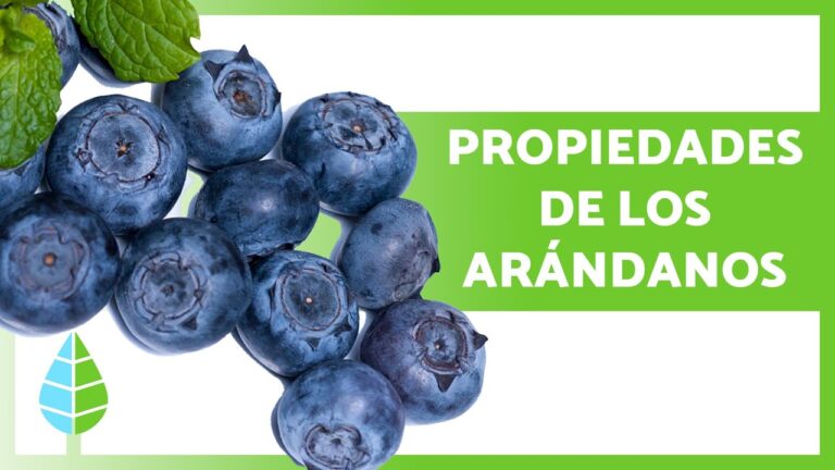Superalimentos: ¿Por Qué Este Supera Al Arándano En Beneficios Para La Salud? Superalimentos: ¿Por Qué Este Supera Al Arándano En Beneficios Para La Salud?