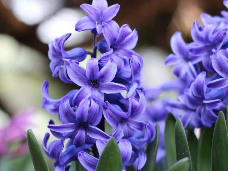 The Best Planting Time For Hyacinth Bulbs: A Comprehensive Guide