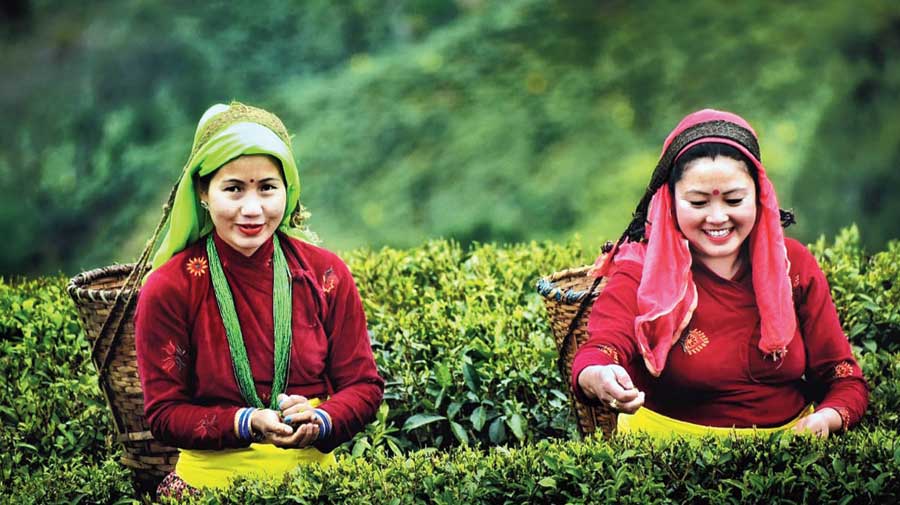 The Declining Production Of Darjeeling Tea: A Worrying Trend The Declining Production Of Darjeeling Tea: A Worrying Trend