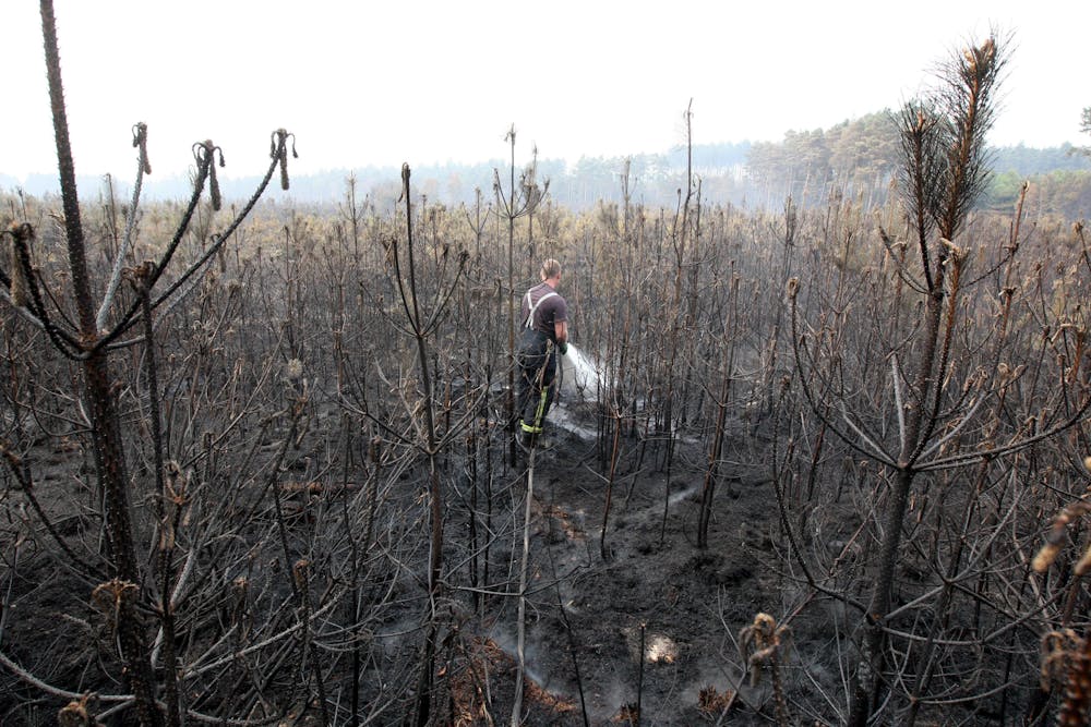 The Devastating Impact Of Wildfires On UK's Rarest Wildlife The Devastating Impact Of Wildfires On UK's Rarest Wildlife