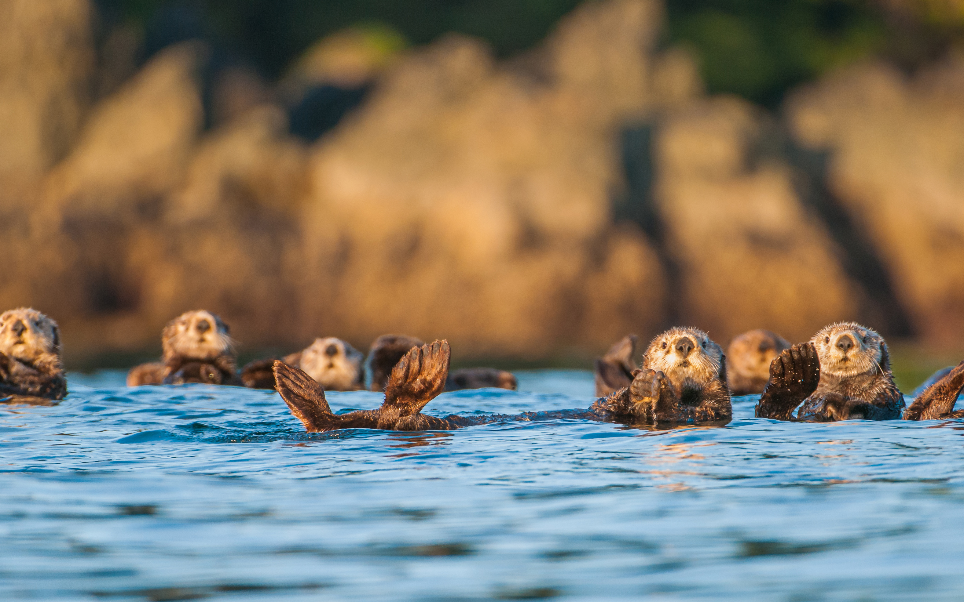 The Future Of Otter Populations In Wyoming: A Management Overview The Future Of Otter Populations In Wyoming: A Management Overview