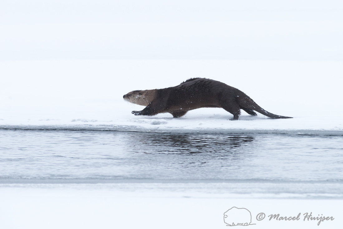 The Future Of Otter Populations In Wyoming The Future Of Otter Populations In Wyoming