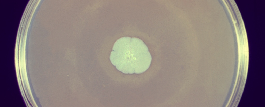 The Impact Of Global Warming On Fungal Pathogens: A Growing Concern The Impact Of Global Warming On Fungal Pathogens: A Growing Concern