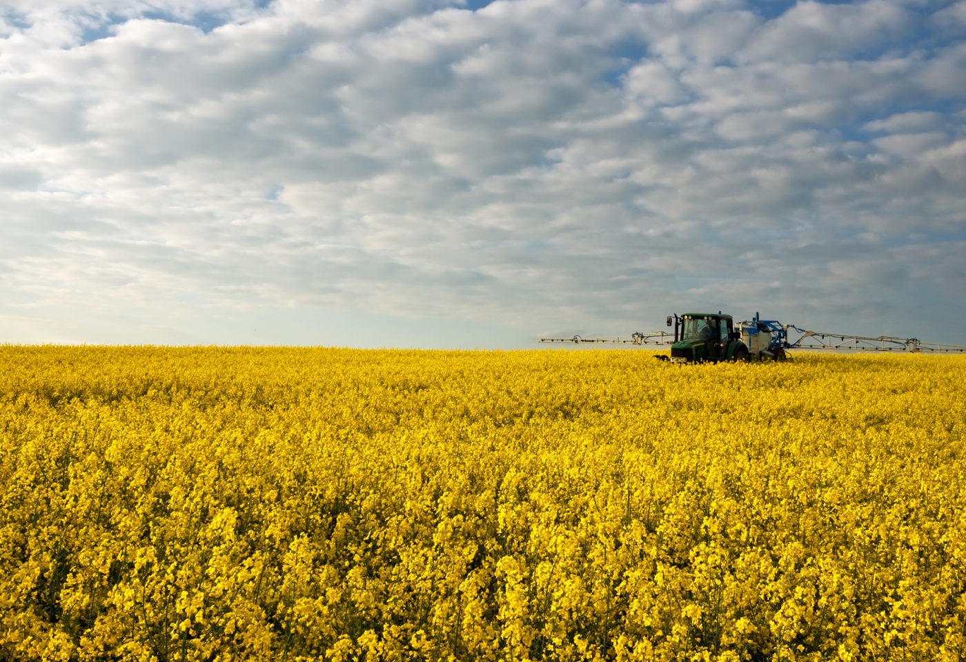 The Impact Of The Canada-China Dispute On Canola Trade The Impact Of The Canada-China Dispute On Canola Trade