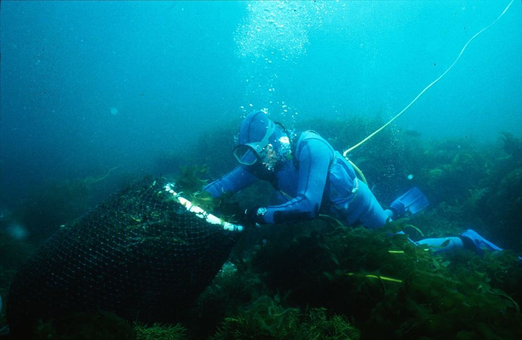 The Killer Seaweed Threatening Australia's Marine Life