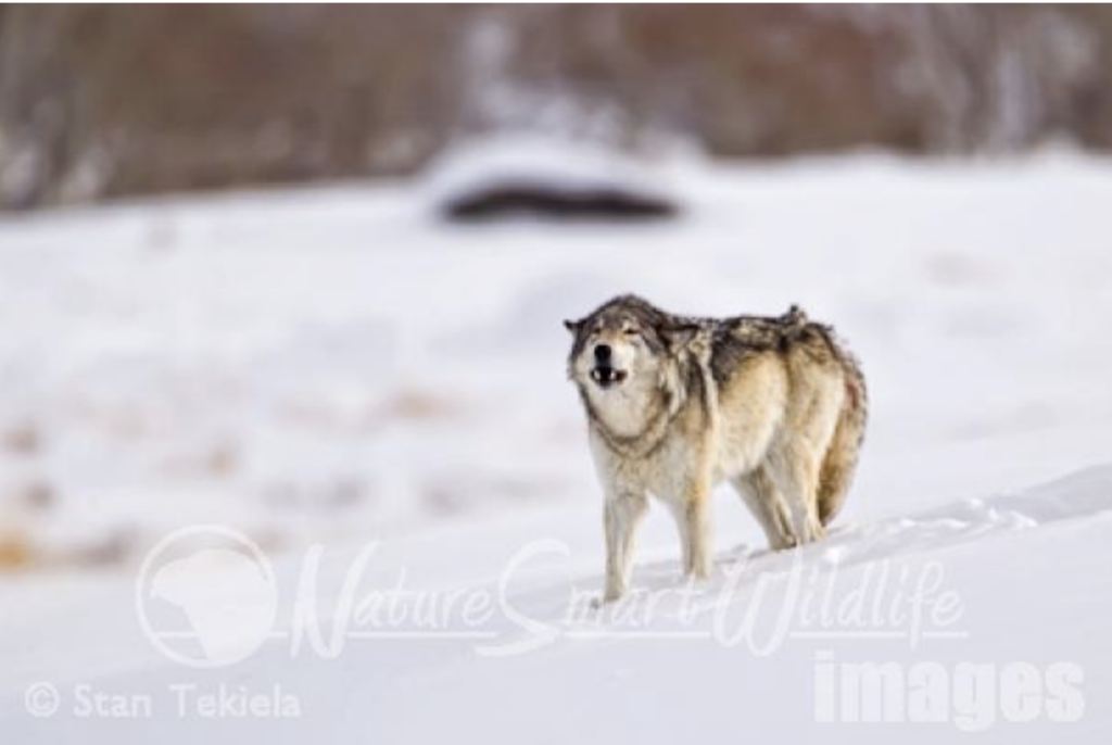 The Persistent Problem Of Wolves In Barton's North State The Persistent Problem Of Wolves In Barton's North State