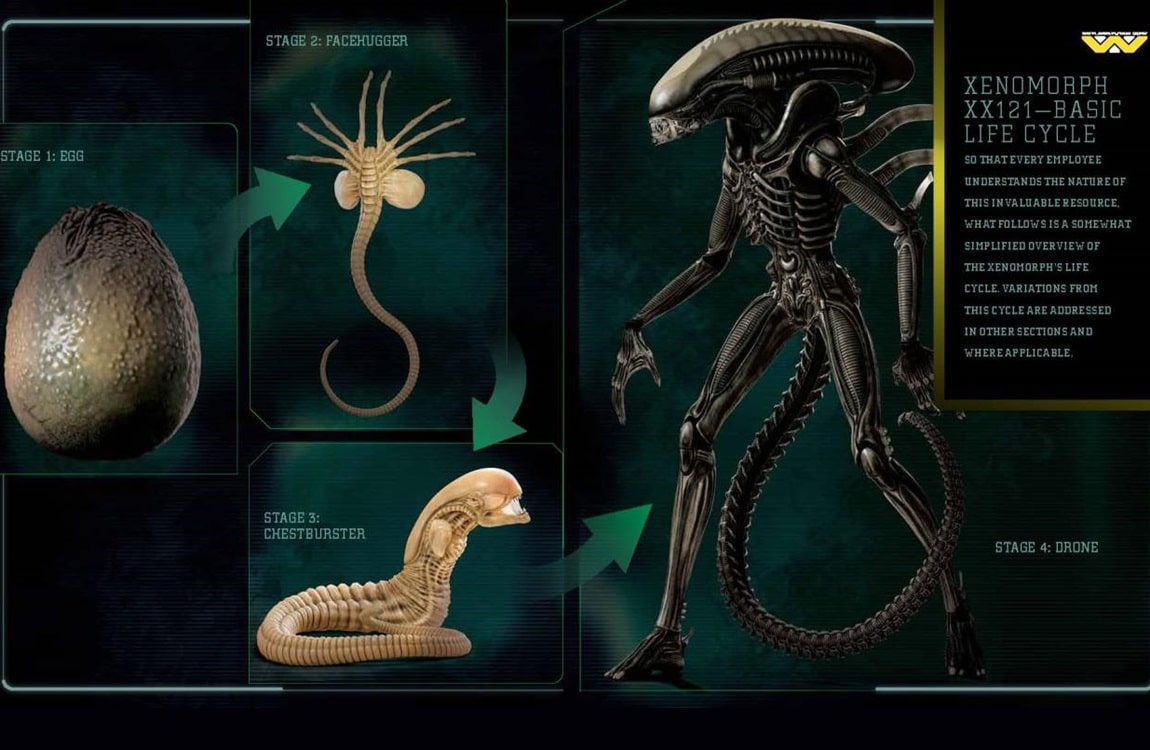 The Prediction Of Non-Xenomorph Alien Species: An Earth-Focused Approach