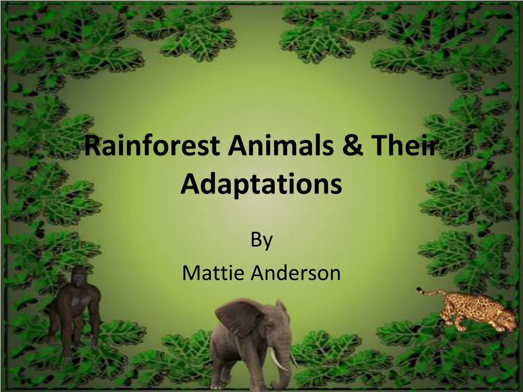The Wonder Of Animals: Their Behaviors, Adaptations, And Importance The Wonder Of Animals: Their Behaviors, Adaptations, And Importance