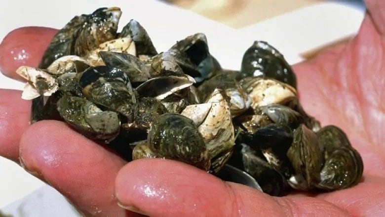 Thousands Of Zebra Mussels Found On Casper Boat Lift Thousands Of Zebra Mussels Found On Casper Boat Lift