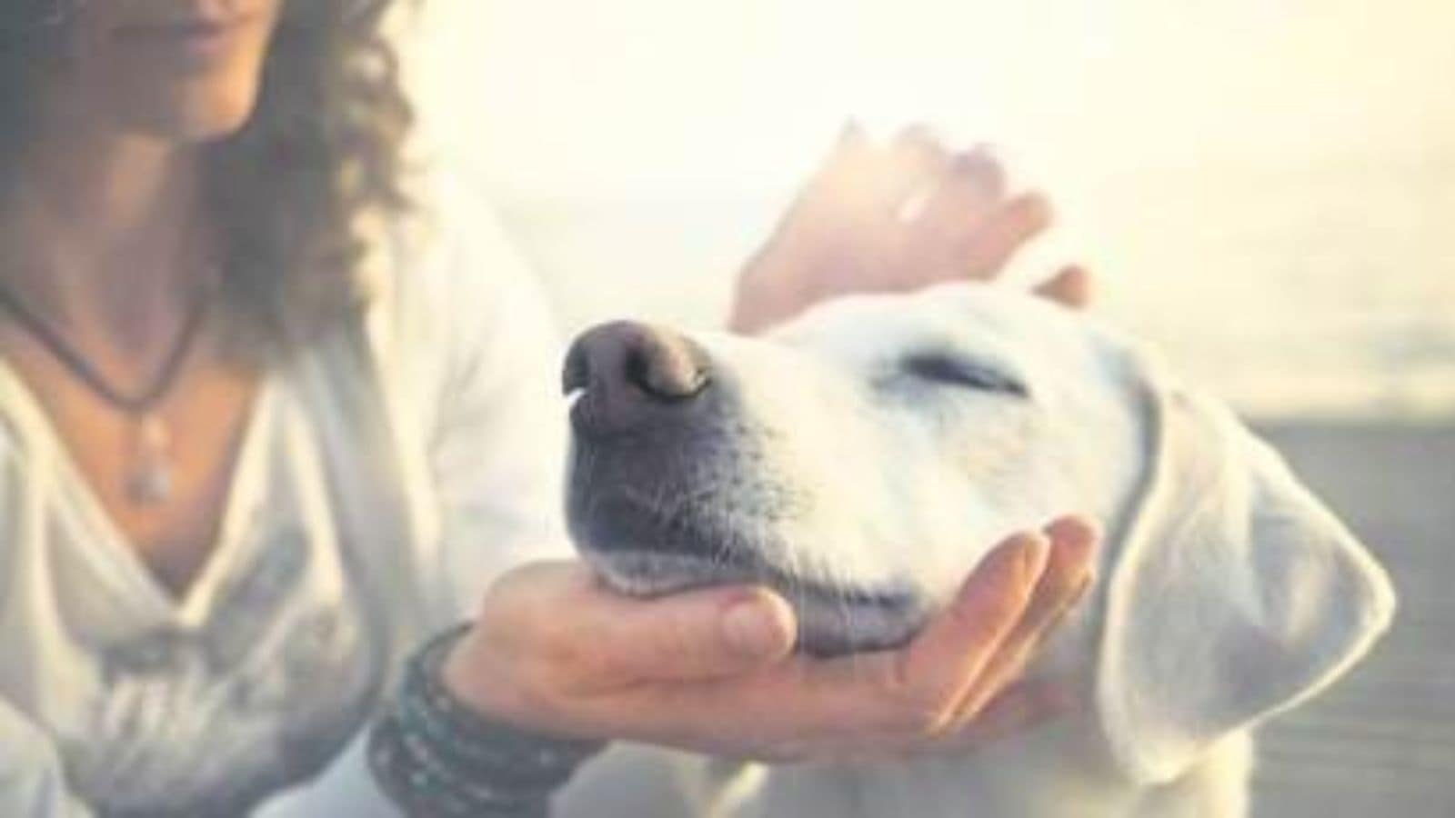 Traveling With Pets In Mumbai: Your Uber Guide Traveling With Pets In Mumbai: Your Uber Guide