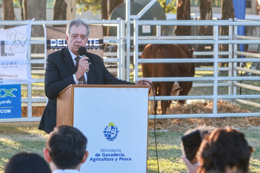 Tres Toros Uruguayos Viajan A China Como Regalo Del Presidente A Xi Jinping Tres Toros Uruguayos Viajan A China Como Regalo Del Presidente A Xi Jinping