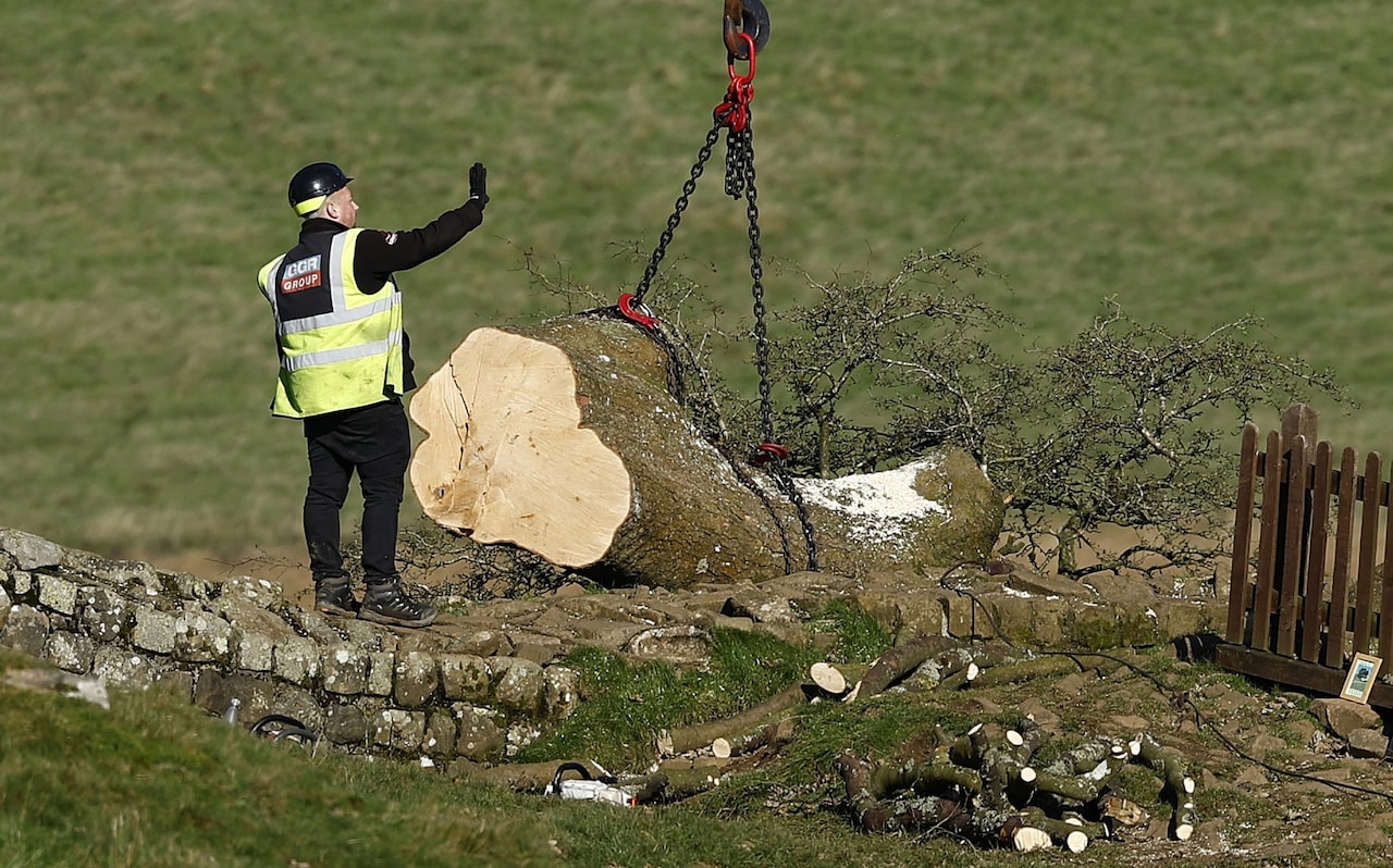 Two Men Convicted For Destroying Sycamore Gap Tree Two Men Convicted For Destroying Sycamore Gap Tree