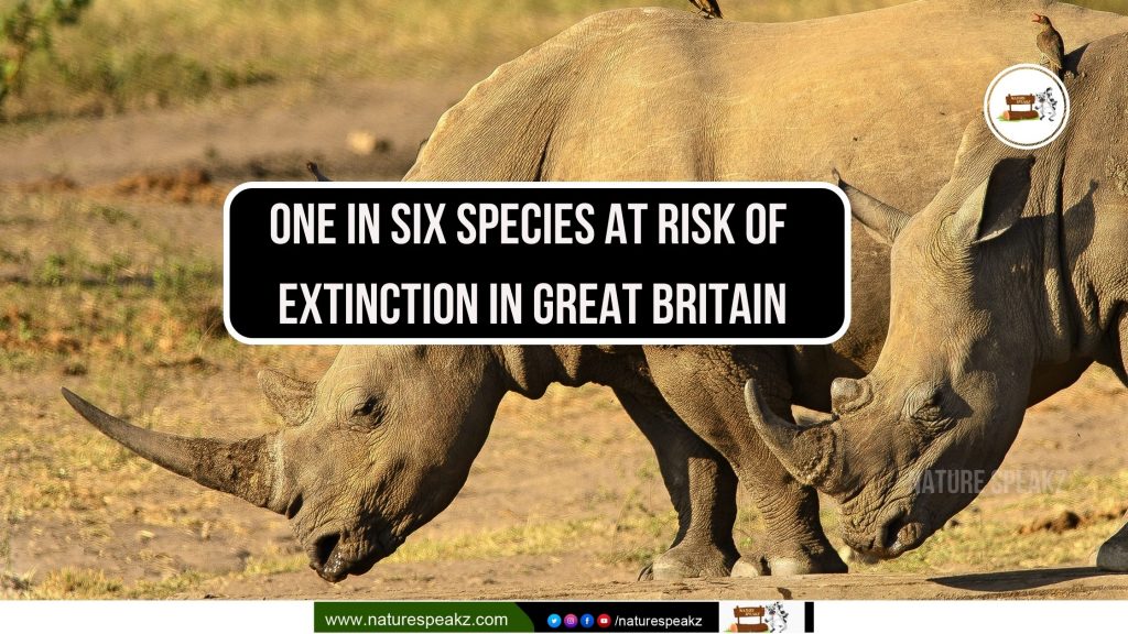 UK's Endangered Species Face Extinction From Devastating Wildfires UK's Endangered Species Face Extinction From Devastating Wildfires