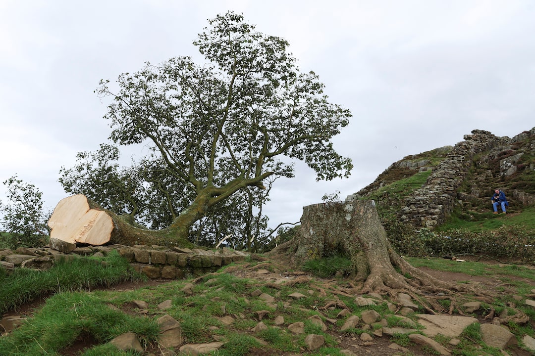 UK's Famous Sycamore Gap Tree: Conviction Of Culprits UK's Famous Sycamore Gap Tree: Conviction Of Culprits