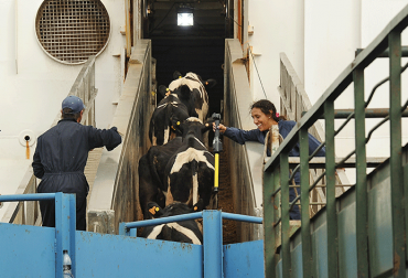 Un Envío Aéreo Con Un Regalo Peculiar: Uruguay Busca Mejorar Exportaciones Ganaderas A China Un Envío Aéreo Con Un Regalo Peculiar: Uruguay Busca Mejorar Exportaciones Ganaderas A China