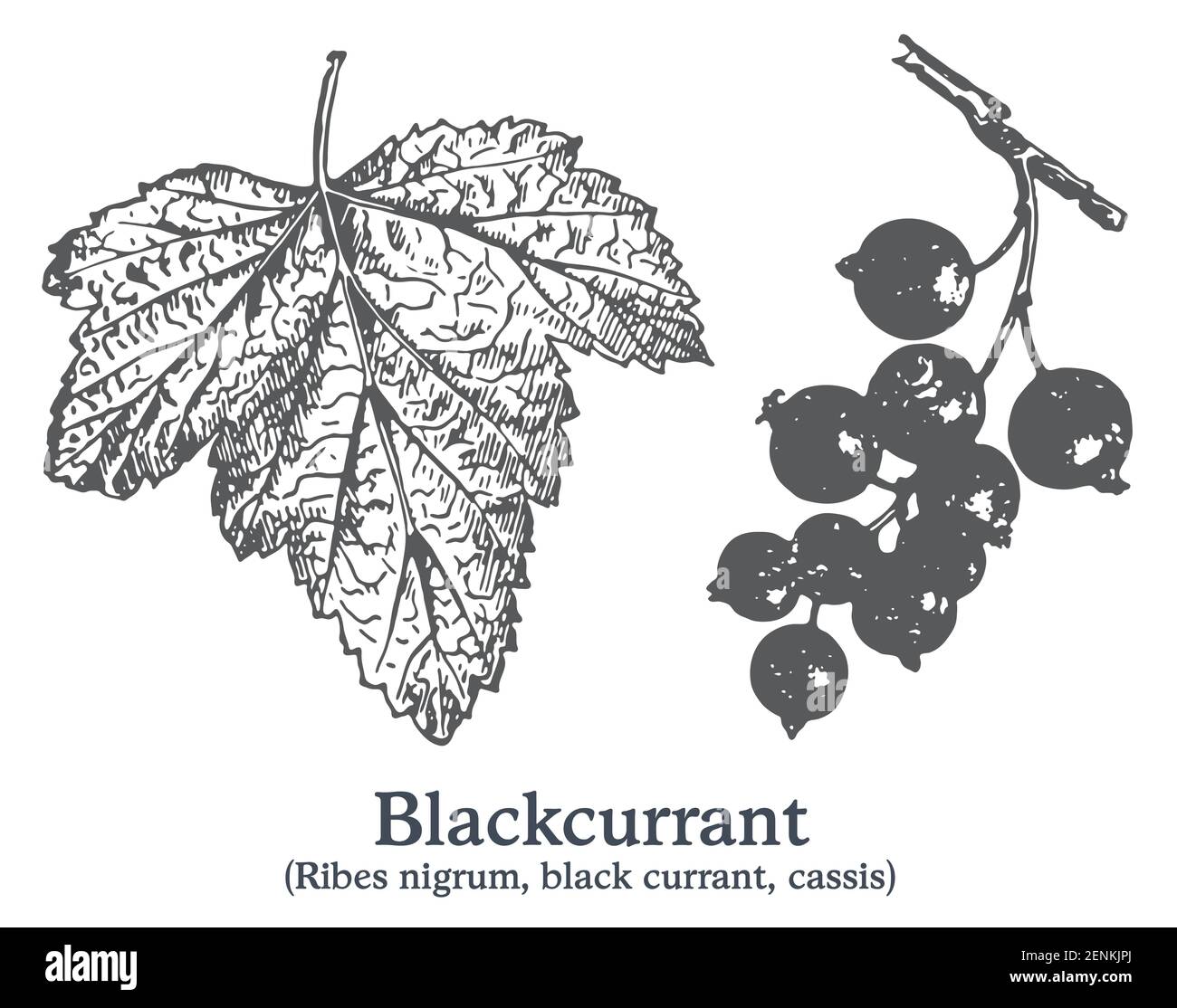 Understanding Cassis Blackcurrant: Benefits, Production, And Market Trends Understanding Cassis Blackcurrant: Benefits, Production, And Market Trends