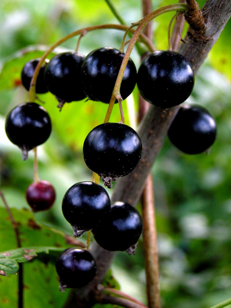 Understanding Cassis Blackcurrant: History, Cultivation, And Health Benefits Understanding Cassis Blackcurrant: History, Cultivation, And Health Benefits