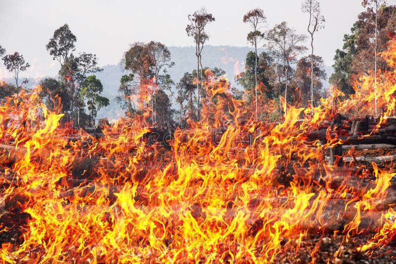Unprecedented Global Forest Destruction: The Role Of Wildfires Unprecedented Global Forest Destruction: The Role Of Wildfires