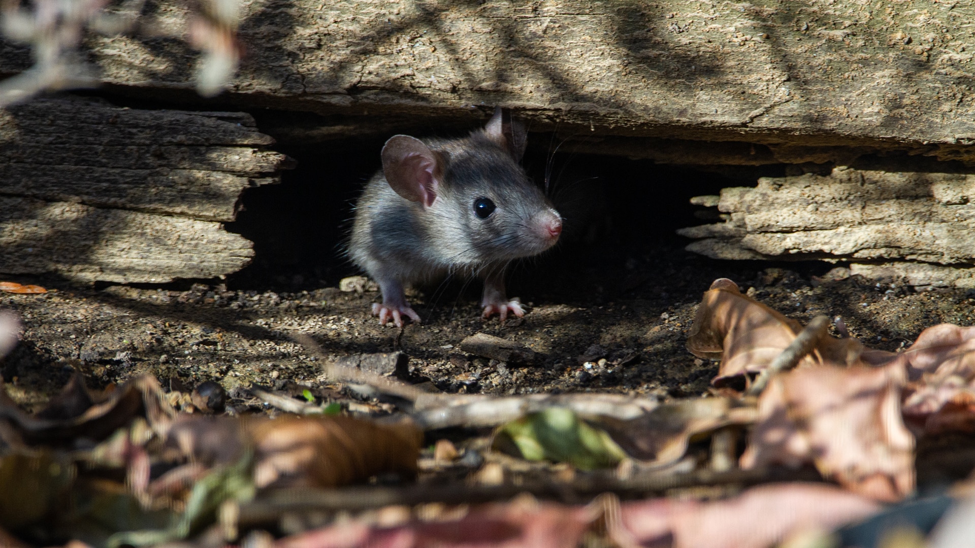 Urgence :  Remplacement Du Personnel Et Problème De Rats À L'École Bouton D'Or, Florange